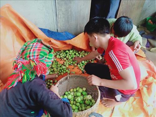 Trồng cây sơn tra giúp đồng bào vùng cao ở Yên Bái tăng thu nhập