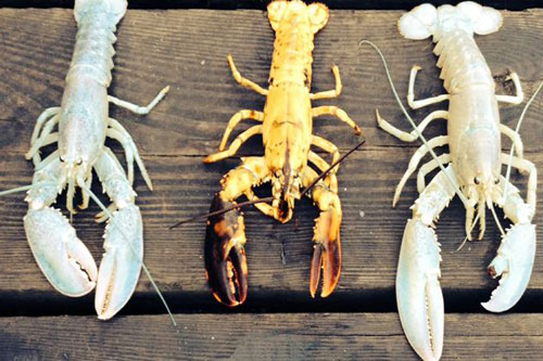 Ngỡ ngàng trước 5 con tôm hùm kỳ lạ và hiếm nhất thế giới