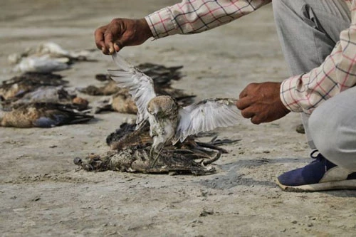 Những ngày gần đây, sự kiện   hàng ngàn con chim đột nhiên chết vô cùng bí ẩn ở khu vực hồ nước mặn Sambhar, ở bang Rajasthan, miền bắc Ấn Độ gây xôn xao dư luận.
