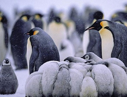 Khám phá đời sống băng giá nhà chim cánh cụt