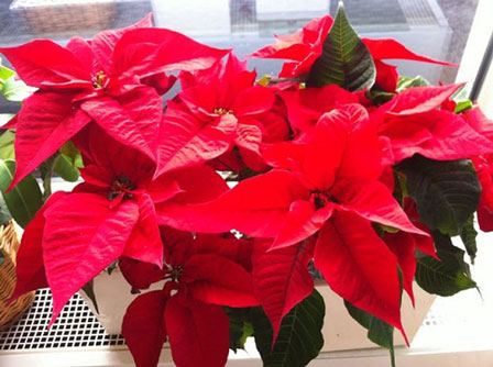 10 loại hoa đẹp trồng trong nhà chứa chất độc