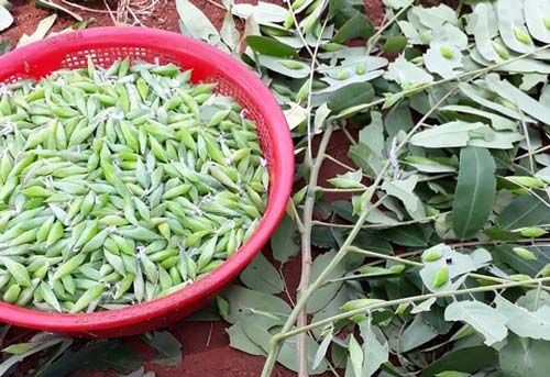 "Kinh hồn bạt vía" với đặc sản sâu béo núc -“cực phẩm” ở Tây Nguyên