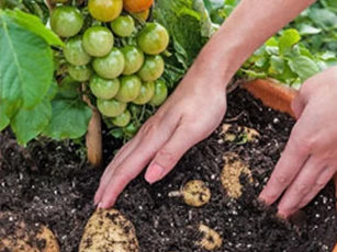 Loài cây kỳ lạ cho quả cà chua và củ khoai tây