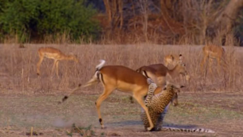 Linh dương thoát khỏi báo đốm trong tình thế không ai ngờ