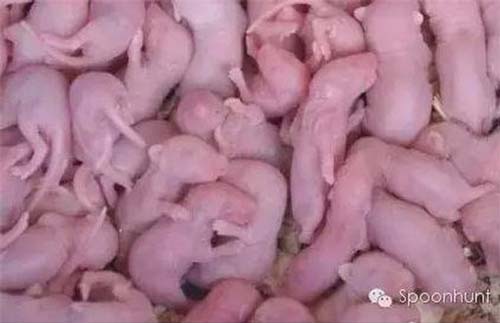 Thập đại đặc sản "kinh dị" Trung Quốc khiến du khách "chết đứng"