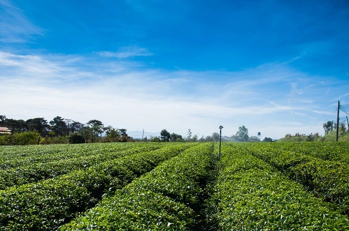 Nông trường Trà Tâm Châu, nơi diễn ra Hội thi "Bàn tay vàng - Búp chè non"