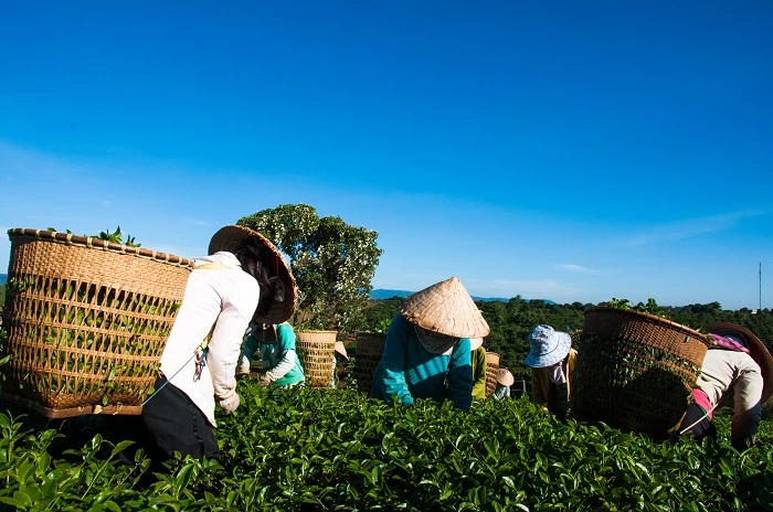 Hội thi “Bàn tay vàng – Búp chè non” nhằm động viên khen thưởng kịp thời những người hái trà giỏi, tay nghề cao (Ảnh: TL)