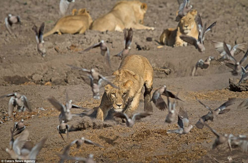 Khiếp đảm sư tử vồ chim, vặt lông nhai ngấu nghiến