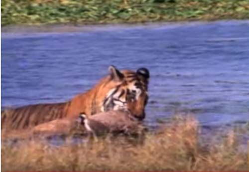 CLIP: Hổ lao xuống sông cướp mồi của cá sấu