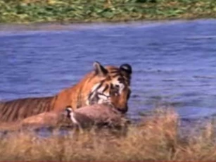 CLIP: Hổ lao xuống sông cướp mồi của cá sấu