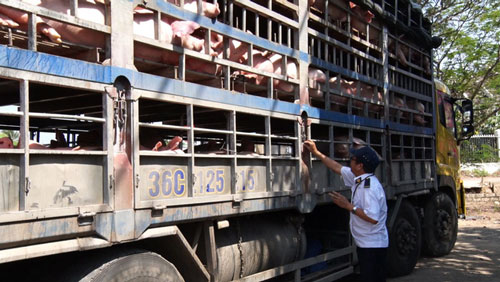 Tập trung ngăn chặn tình trạng vận chuyển lợn qua biên giới