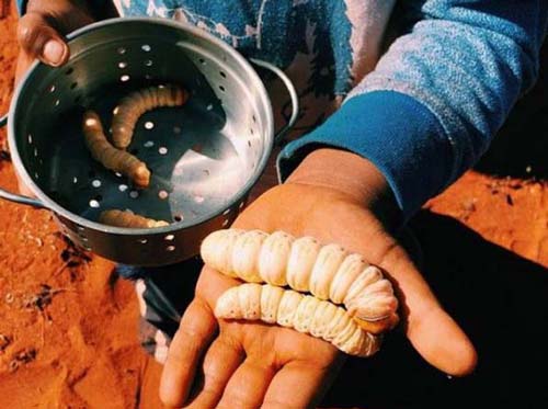 Mấy ai đủ can đảm để thưởng thức đặc sản sâu nướng béo múp, to tổ chảng