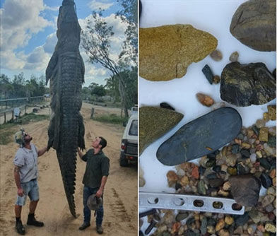 Mổ cá sấu nước mặn khổng lồ phát hiện thứ kỳ lạ