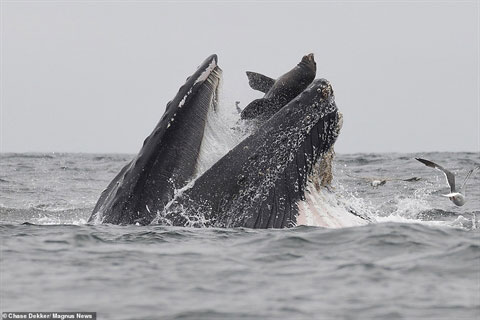 Sư tử biển thoát chết thần kỳ từ miệng cá voi