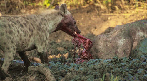 Linh cẩu khát máu xé xác trâu rừng hấp hối