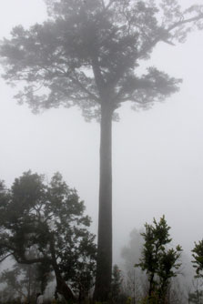 Kinh ngạc khu rừng với những ‘cây thần’ khổng lồ ngọn chìm trong mây