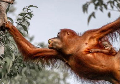 Đười ươi 3 tháng bám dính mẹ khiến dân tình xuýt xoa vì quá đáng yêu