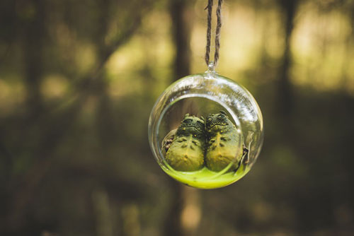 Bí ẩn dưa chuột phù thủy khiến người người kinh khiếp