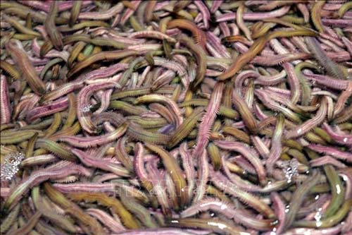 Nuôi con đặc sản lắm chân gớm ghiếc: Vốn chẳng tốn mà thu lời to