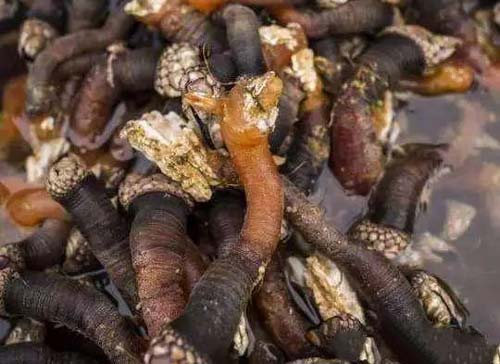 Trông "gớm ghiếc" nhưng loại hải sản này lại được bán với giá hơn 3 triệu một con bé xíu