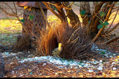 Đây là loài chim được mệnh danh là 'thánh tán gái' của thế giới động vật, có trình độ quyến rũ bạn tình vô cùng thượng thừa