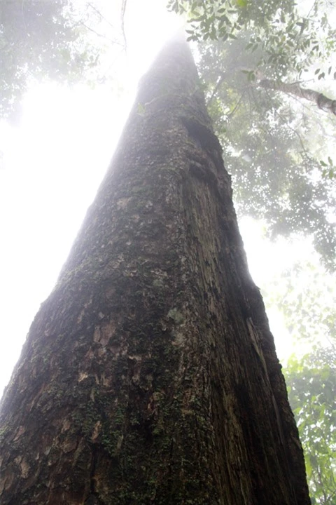 Ngọn chìm trong mây, không nhìn thấy 
