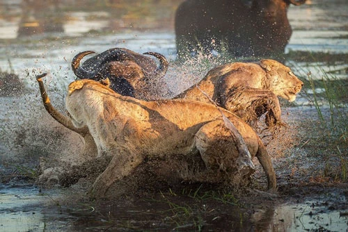 Khi đang tham quan Đồng bằng Okavango thuộc Botswana, nhiếp ảnh gia Wim van den Heever, 43 tuổi đã tình cờ ghi lại được một khoảnh khắc hiếm trong thế giới động vật hoang dã. Đó chính là cảnh trâu rừng giết chết sư tử.