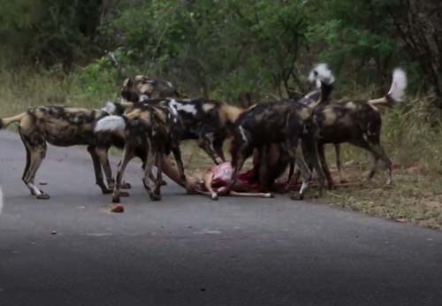 CLIP: Linh dương Impala chết thảm khi chạm mặt chó hoang