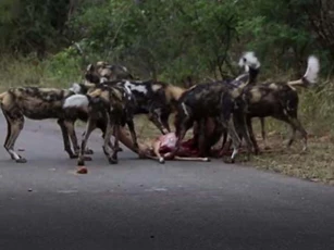 CLIP: Linh dương Impala chết thảm khi chạm mặt chó hoang