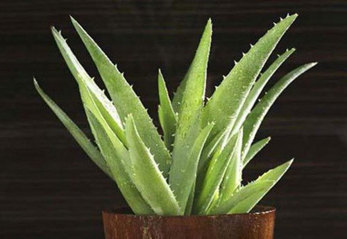 Trong bếp trồng ngay cây này, tiền thi nhau đổ ào ào