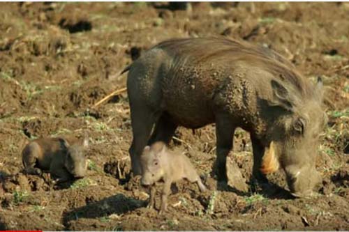 CLIP: Lợn rừng "bất lực" nhìn con bị sư tử ăn thịt