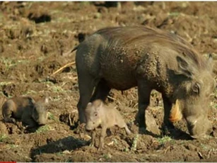 CLIP: Lợn rừng "bất lực" nhìn con bị sư tử ăn thịt