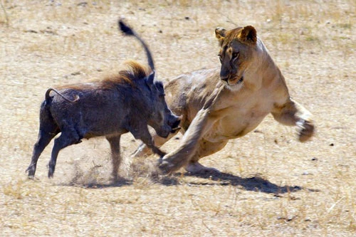 Lợn rừng tấn công sư tử.