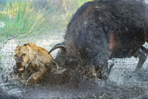 Sư tử chết thảm sau màn thủy chiến kinh hoàng với trâu rừng