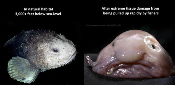 Cá blobfish
