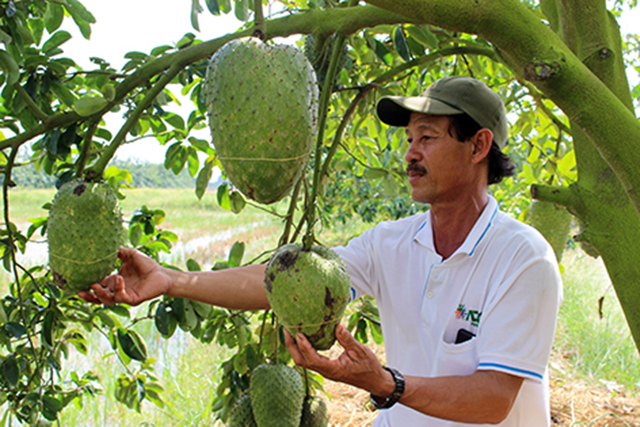 Nhờ làm nông thông minh, HTX mãng cầu xiêm Hòa Mỹ đang có hiệu quả cao