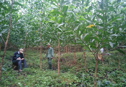 HTX Thanh Giang bảo đảm chất lượng cây trồng cho người dân