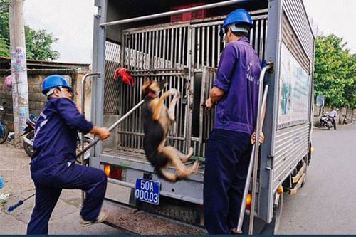 Xe gì lúc nào cũng cần có chó nhưng không phải xe bắt chó?