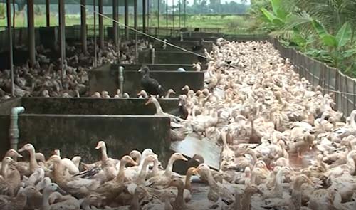 Đồng Tháp: Thu tiền tỷ nhờ... cho vịt nằm rọ