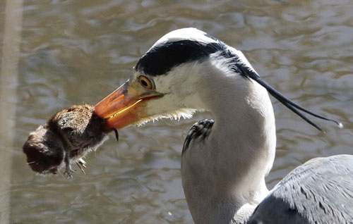 Kinh ngạc gương mặt trước khi chết của chuột dũng cảm