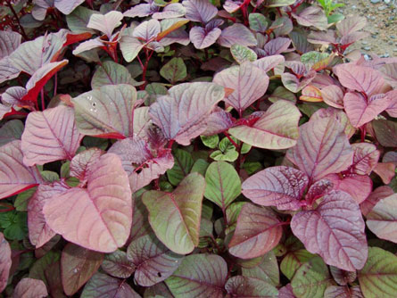 Những loại rau có thể trị chứng mất ngủ của dân văn phòng