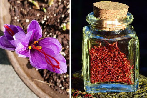 Bất ngờ với hình dáng ban đầu của các loại gia vị phổ biến