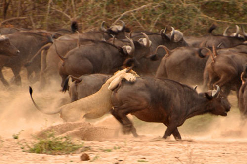 Cặp sư tử cái muối mặt vì săn hụt trâu rừng