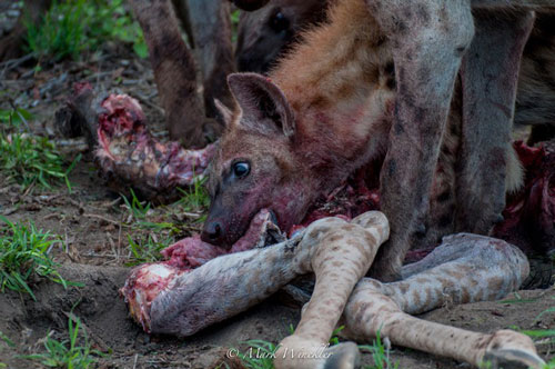 Linh cẩu cậy đông cướp xác hươu cao cổ của báo đốm