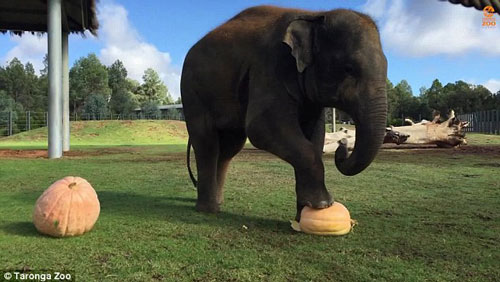 Thú vị voi đực dùng chân giẫm nát bí ngô mời bạn