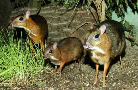 Thú vị loài hươu lai chuột mang lời đồn tăng cường sinh lực ở Việt Nam