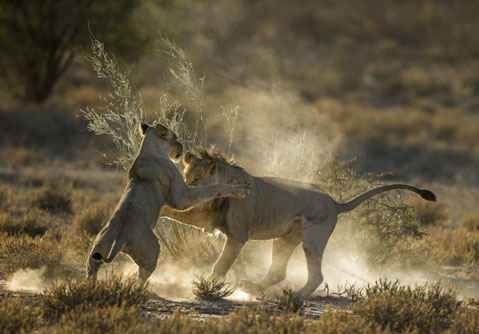 Ghen tuông, vợ chồng sư tử 'hạ cẳng tay thượng cẳng chân'