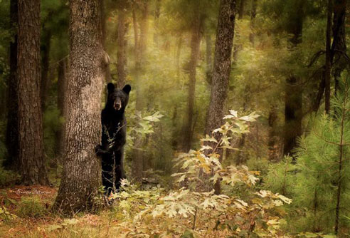 Vẻ đẹp dã thú rừng sâu qua ống kính nhiếp ảnh