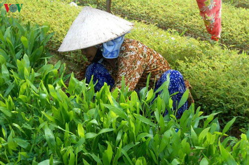 Quảng Nam: Làm giàu nhờ ươm cây giống keo lá tràm