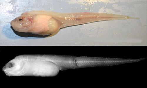 Tìm ra loài cá sống ở độ sâu lớn nhất dưới đáy đại dương